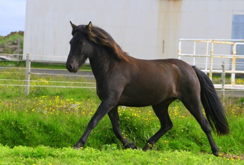 New sales horse theme:  Mares with blup of 115 and up for a bargain price compared to quality!