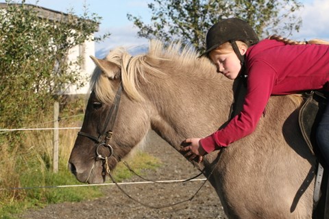 Icelandic horses for sale:  Last sales theme of the year
