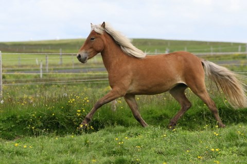 Horse of the day November 29th:  Petra frá Holtsmúla