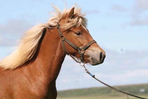 New horse for sale:  Daughter of the great stallion Skýr frá Skálakoti