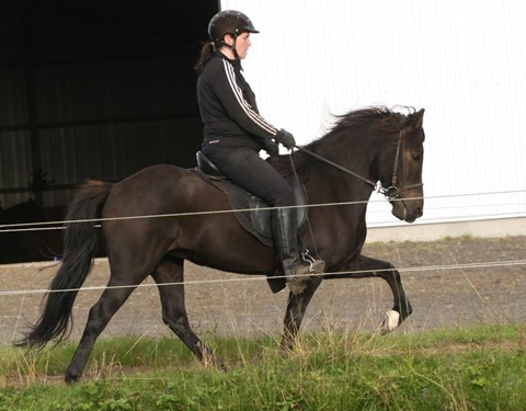 Aþena frá Neðra-Seli, horse for sale today Thursday