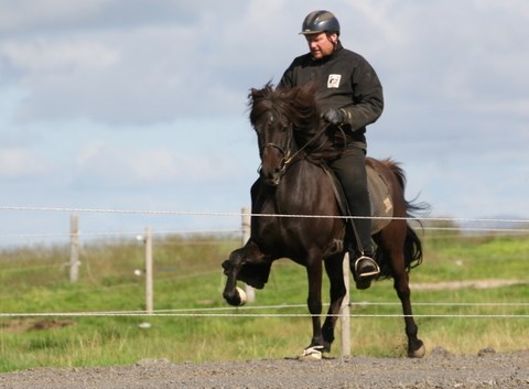 Pregnant broodmare for sale, Ásta frá Neðra-Seli